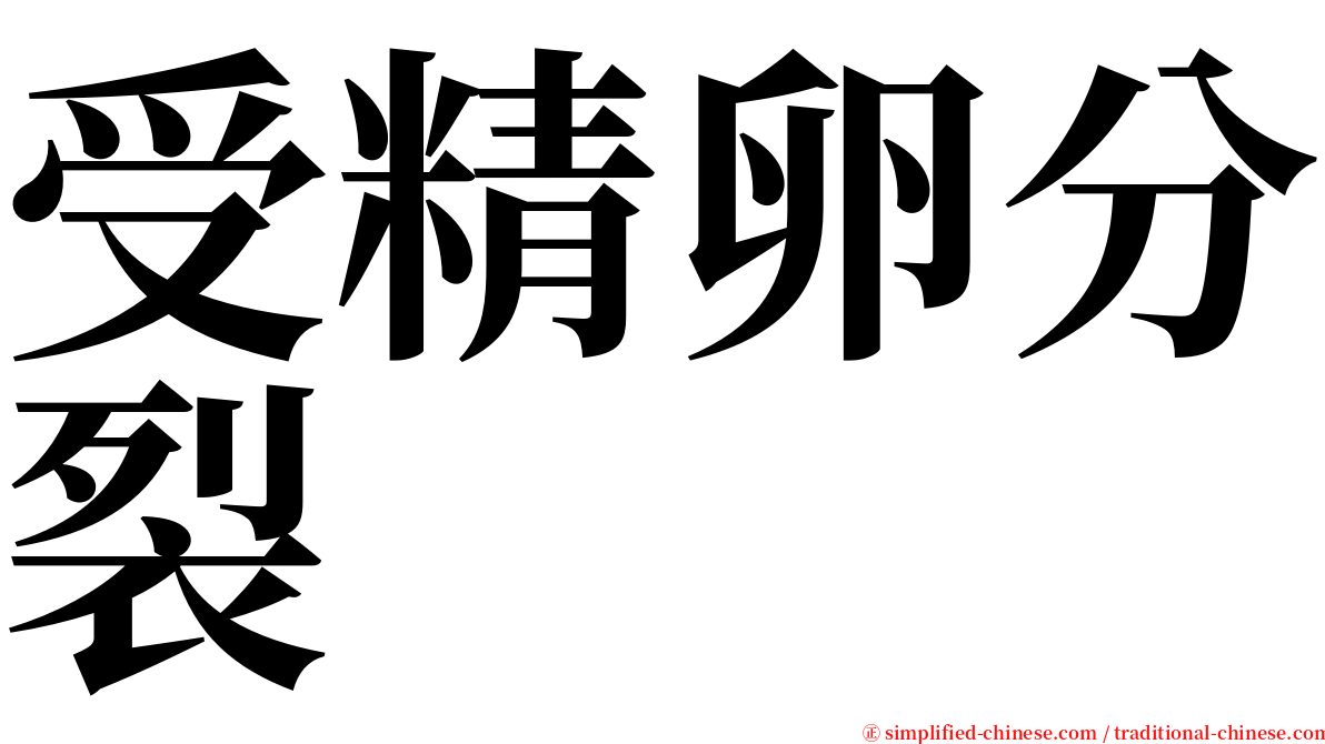 受精卵分裂 serif font