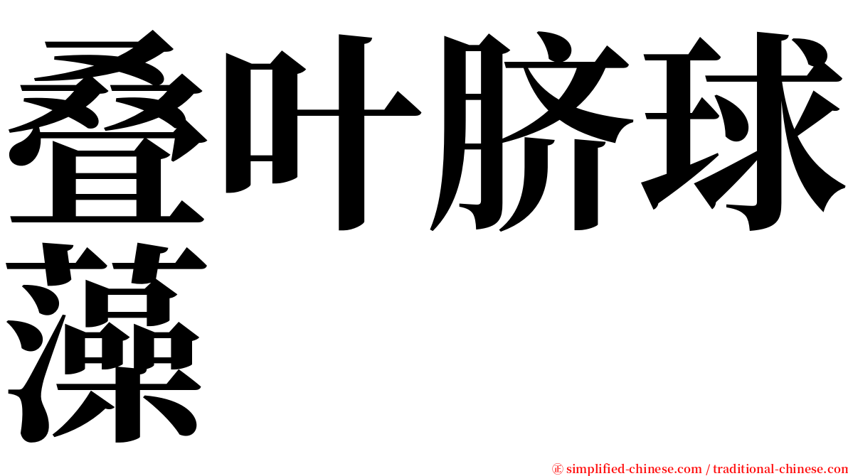 叠叶脐球藻 serif font