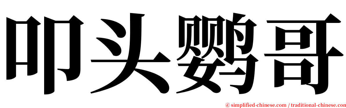 叩头鹦哥 serif font