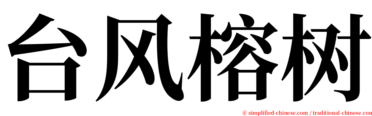 台风榕树 serif font