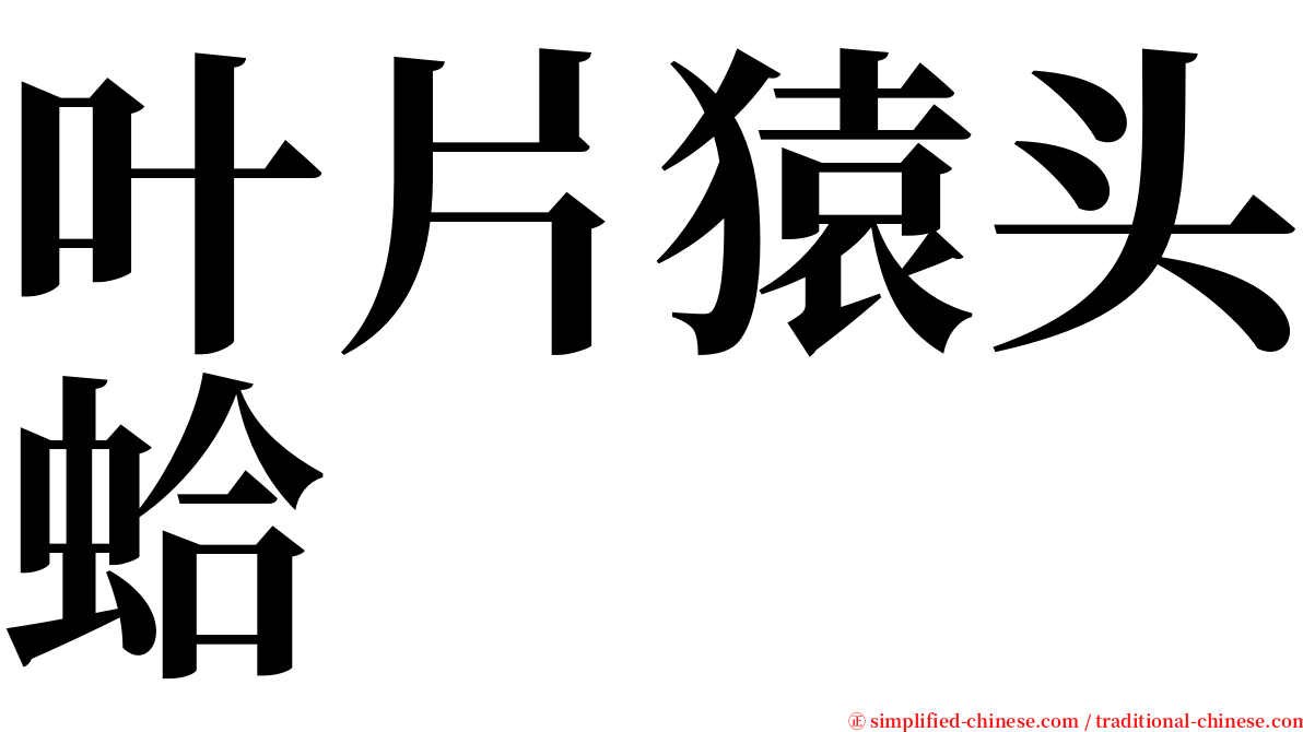 叶片猿头蛤 serif font