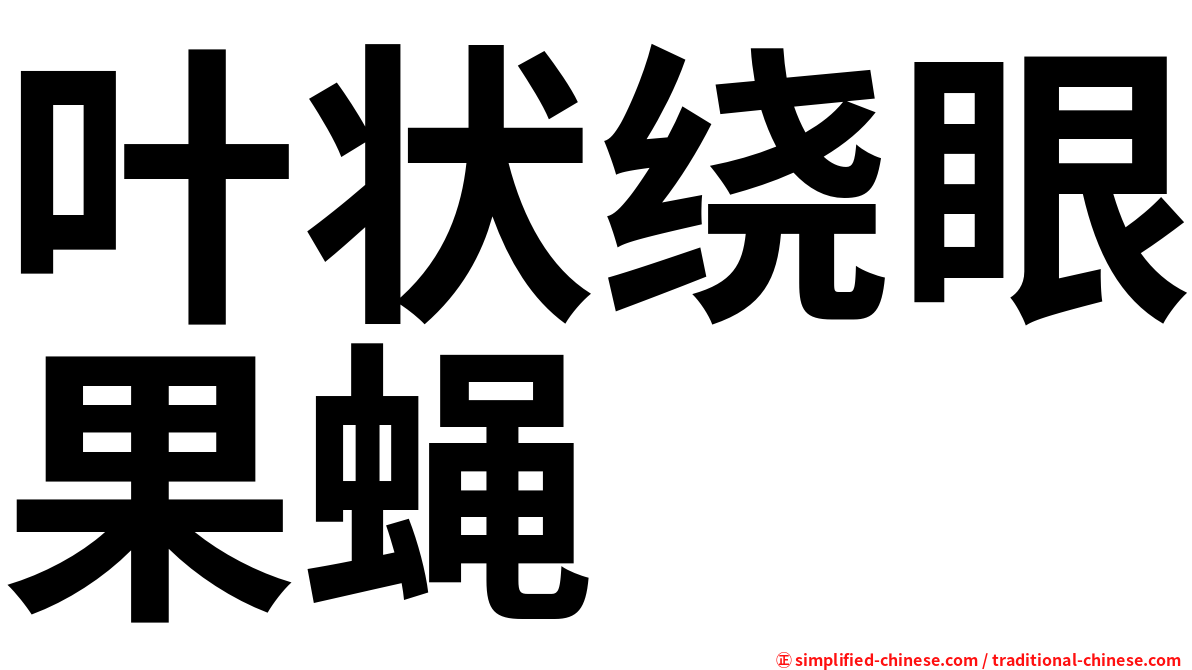 叶状绕眼果蝇