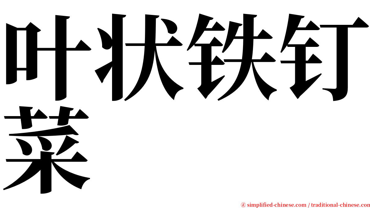 叶状铁钉菜 serif font