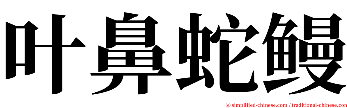 叶鼻蛇鳗 serif font