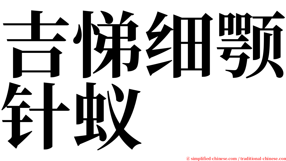 吉悌细颚针蚁 serif font