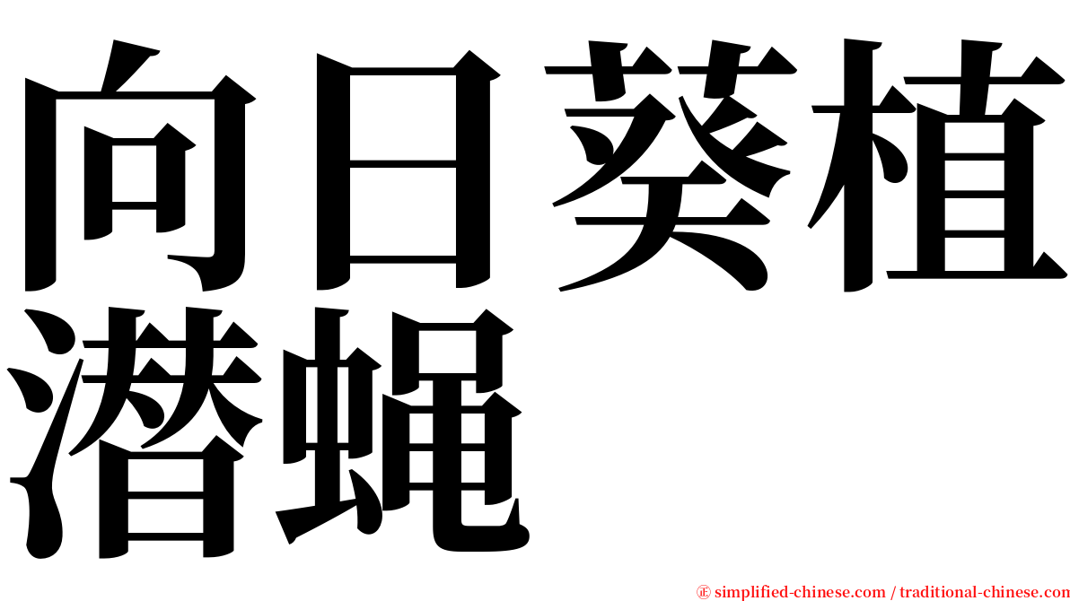 向日葵植潜蝇 serif font