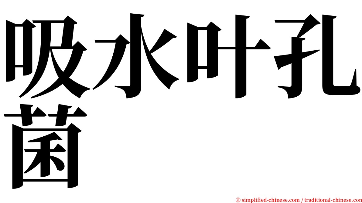 吸水叶孔菌 serif font