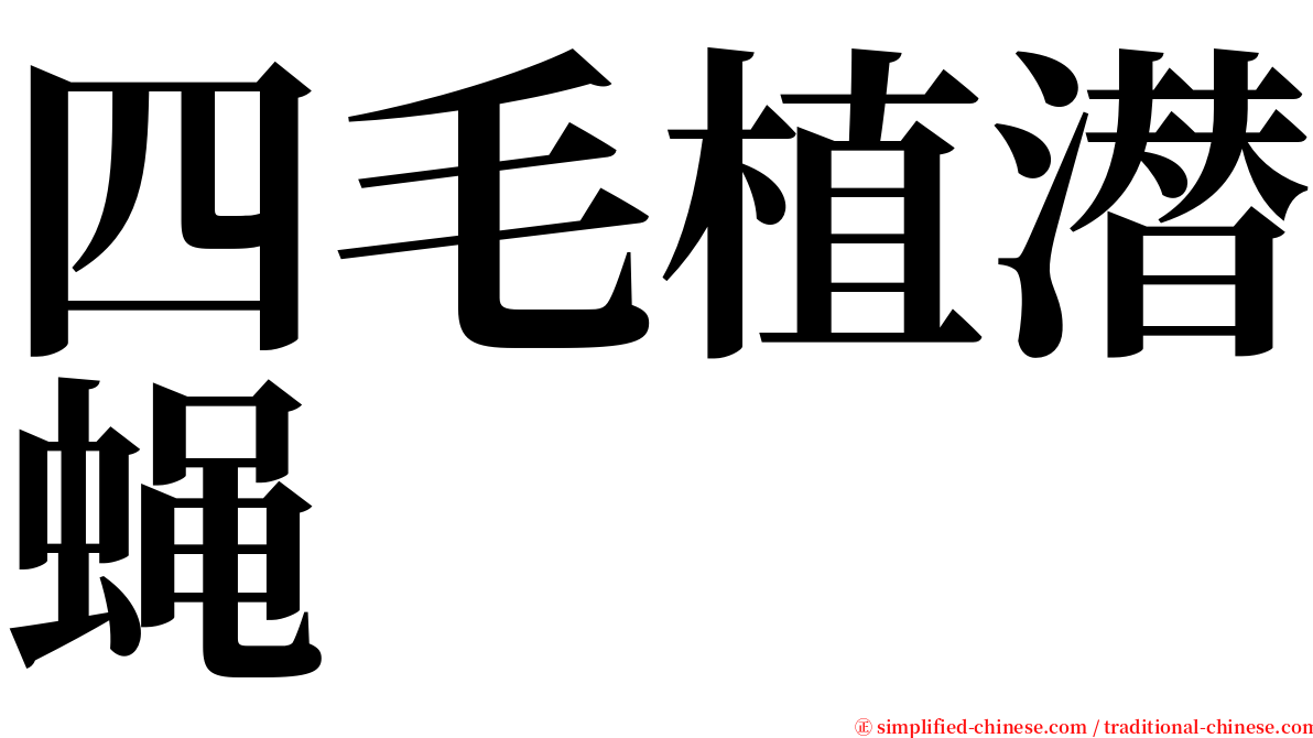 四毛植潜蝇 serif font