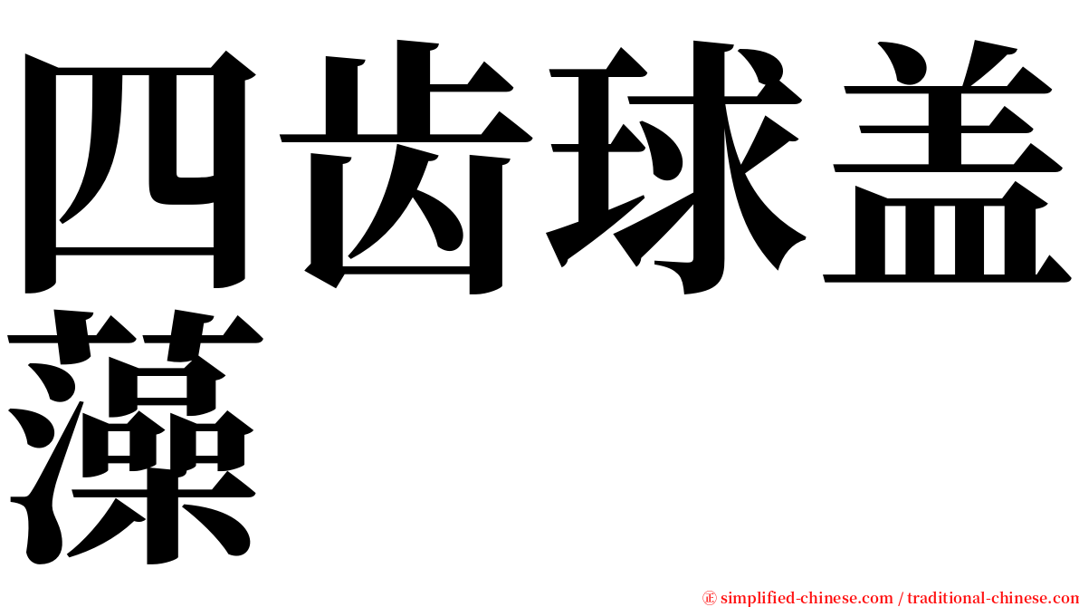 四齿球盖藻 serif font