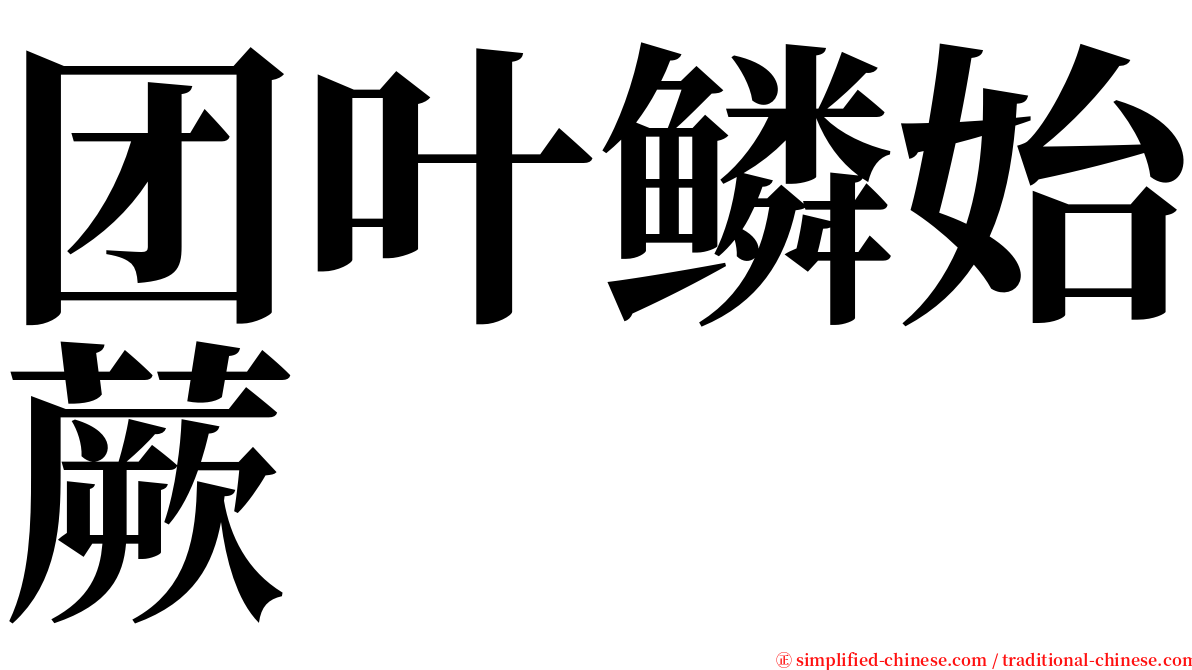 团叶鳞始蕨 serif font