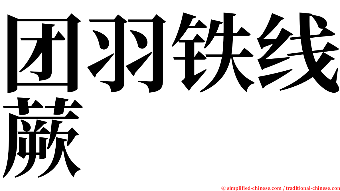 团羽铁线蕨 serif font