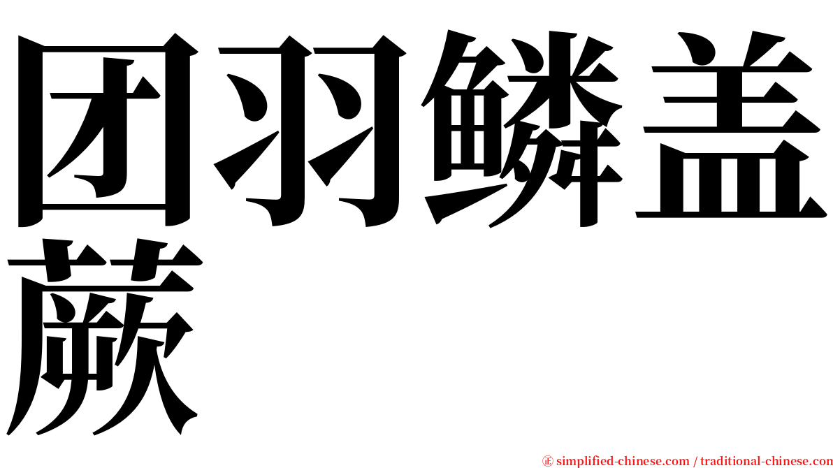 团羽鳞盖蕨 serif font