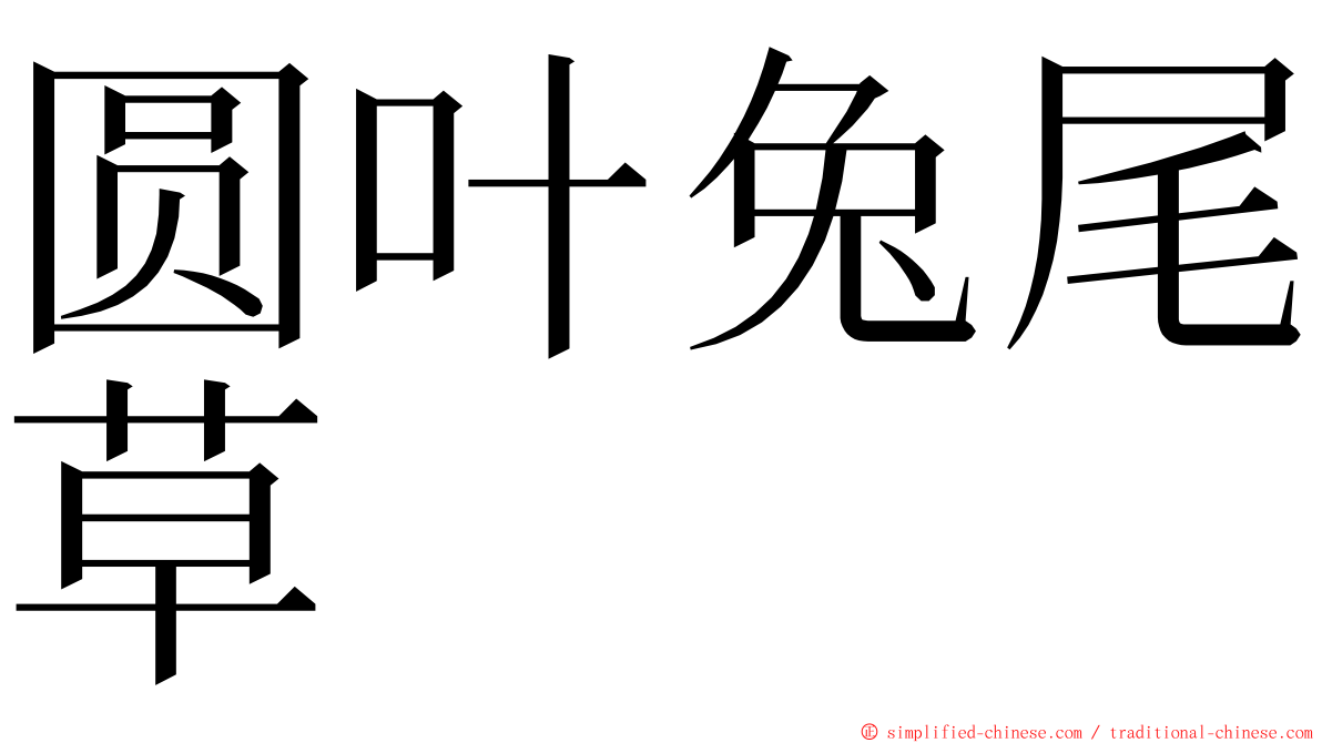 圆叶兔尾草 ming font