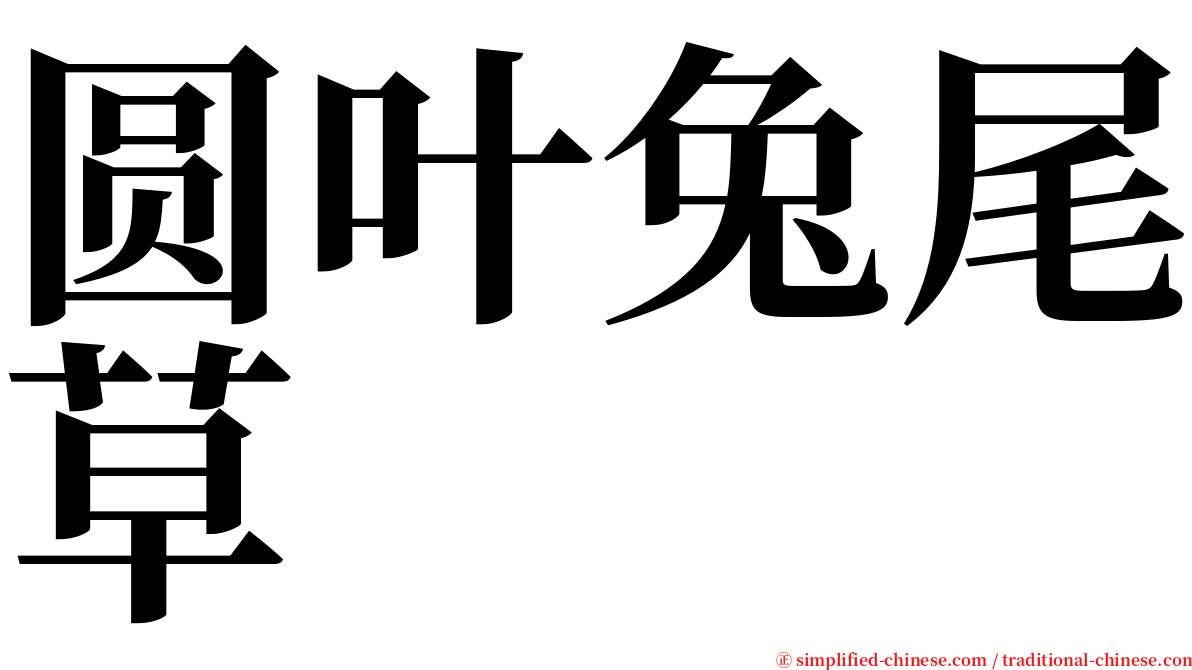 圆叶兔尾草 serif font