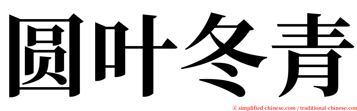 圆叶冬青 serif font