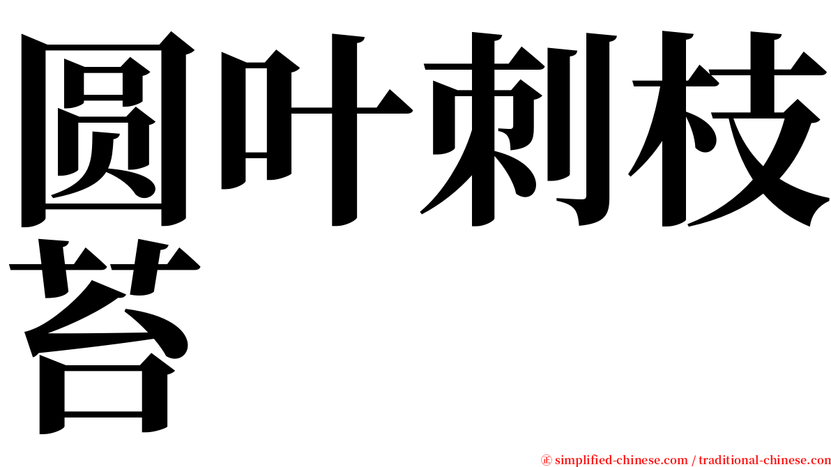 圆叶刺枝苔 serif font