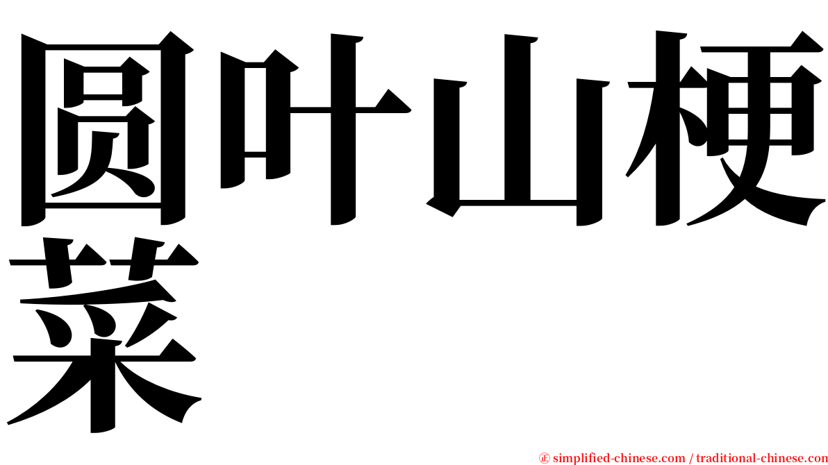 圆叶山梗菜 serif font