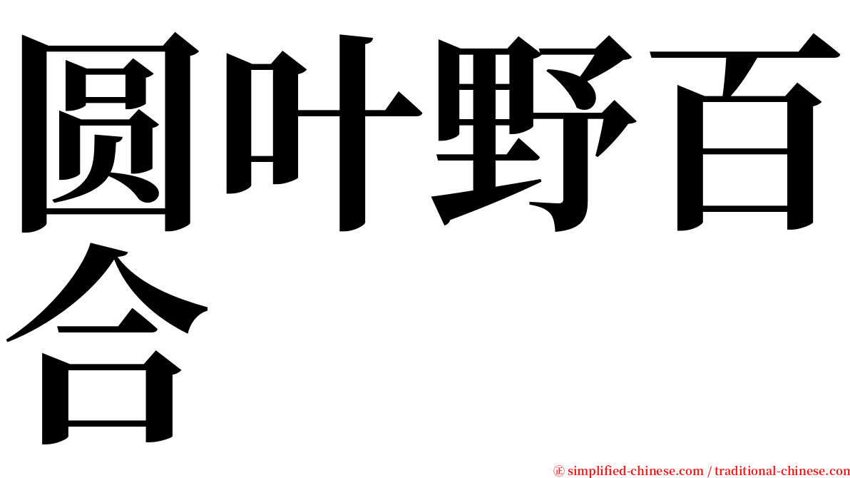 圆叶野百合 serif font