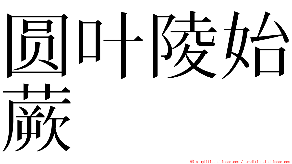 圆叶陵始蕨 ming font