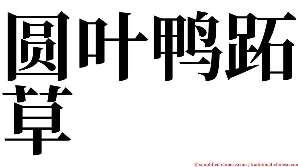 圆叶鸭跖草 serif font