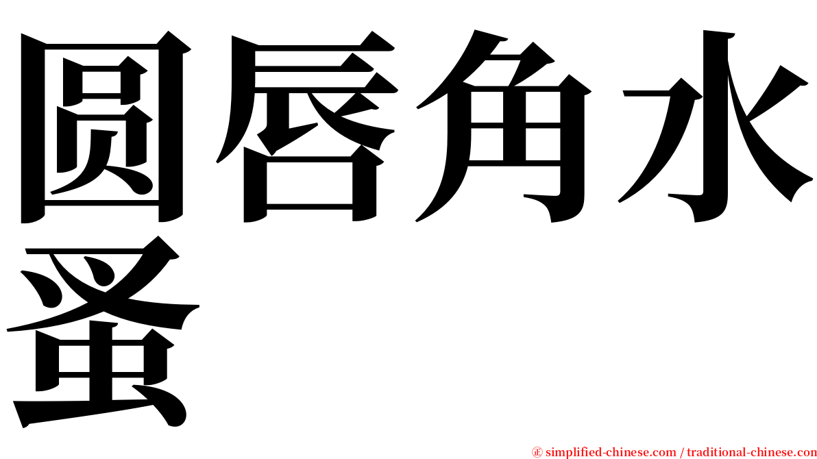 圆唇角水蚤 serif font