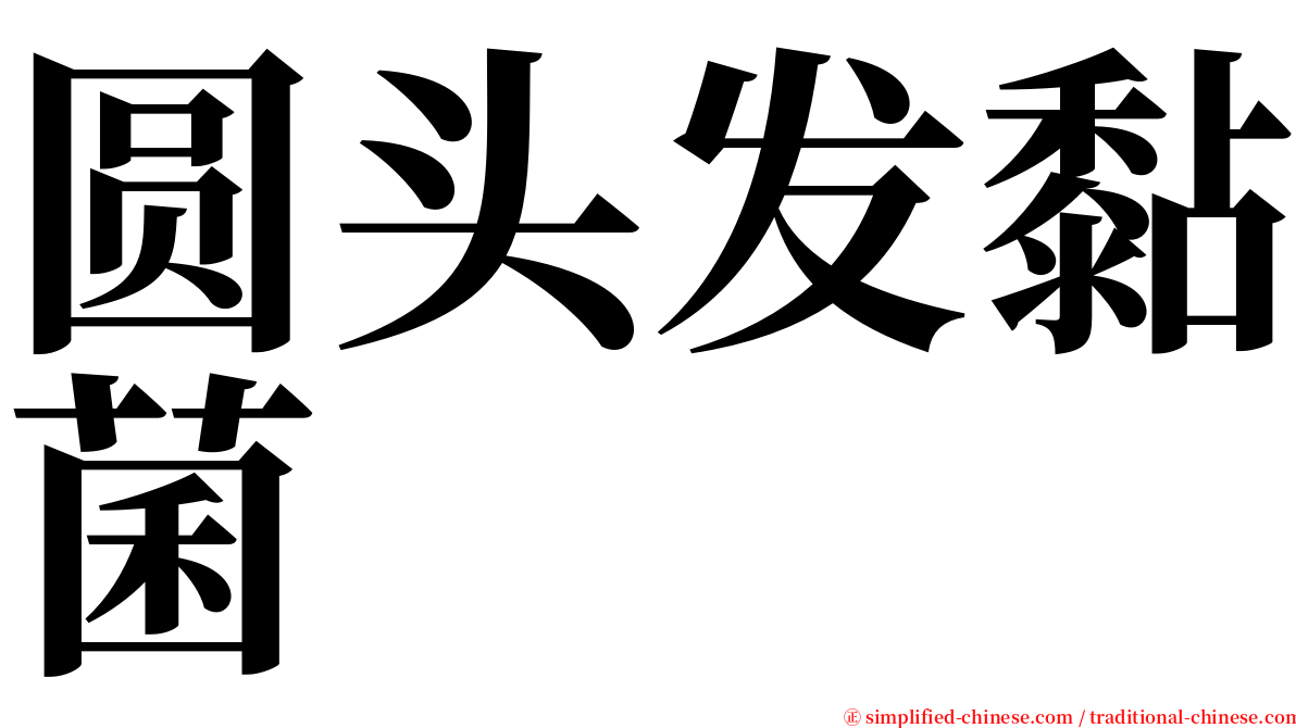 圆头发黏菌 serif font