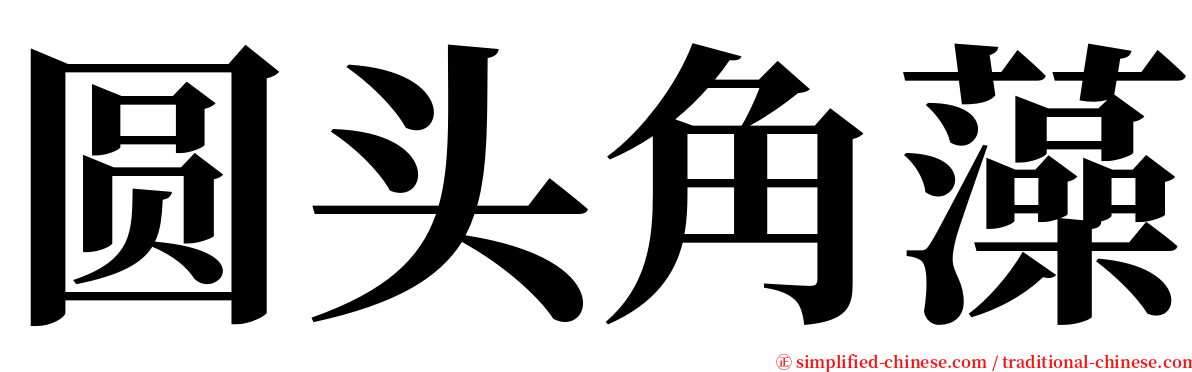 圆头角藻 serif font