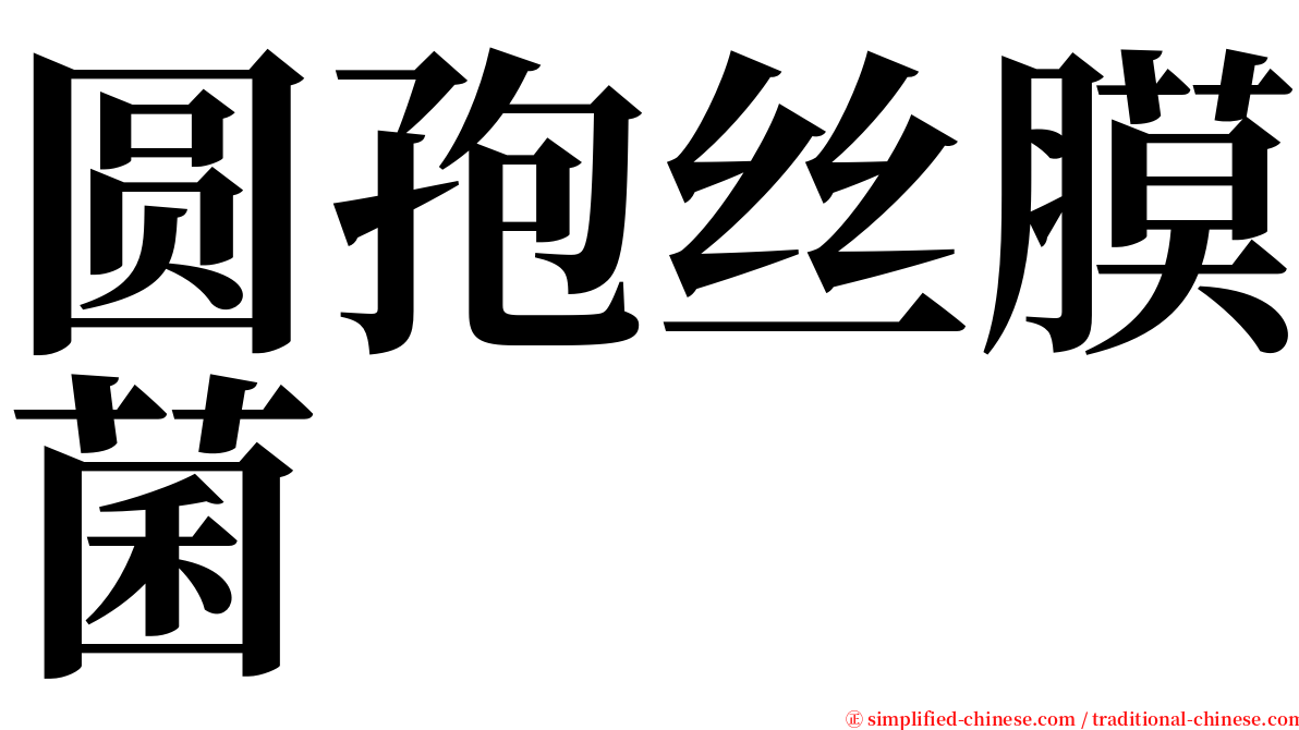 圆孢丝膜菌 serif font