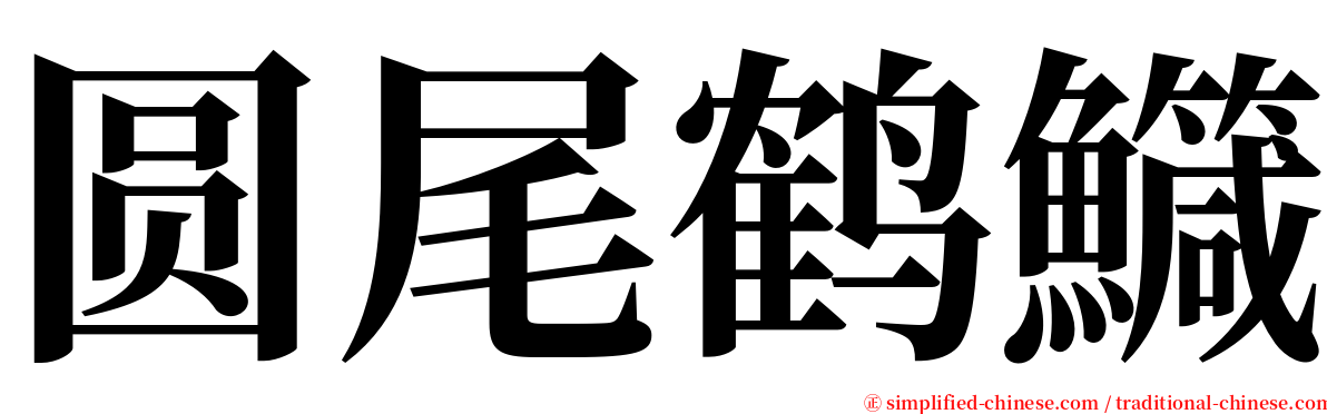 圆尾鹤鱵 serif font