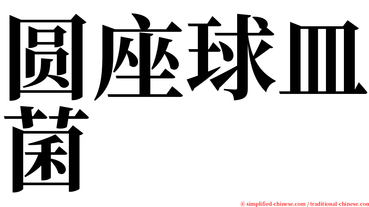 圆座球皿菌 serif font