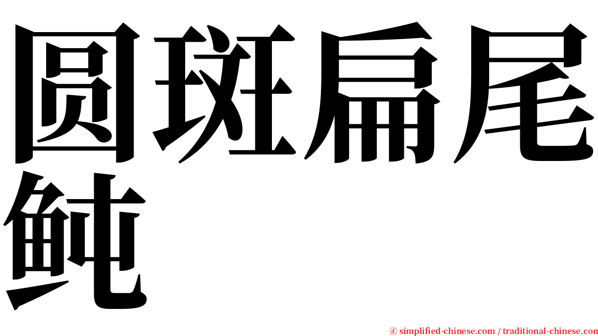 圆斑扁尾鲀 serif font