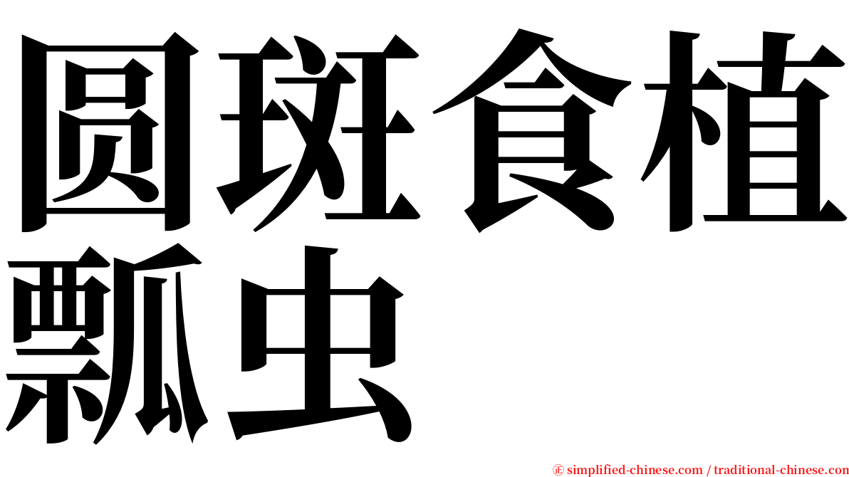 圆斑食植瓢虫 serif font