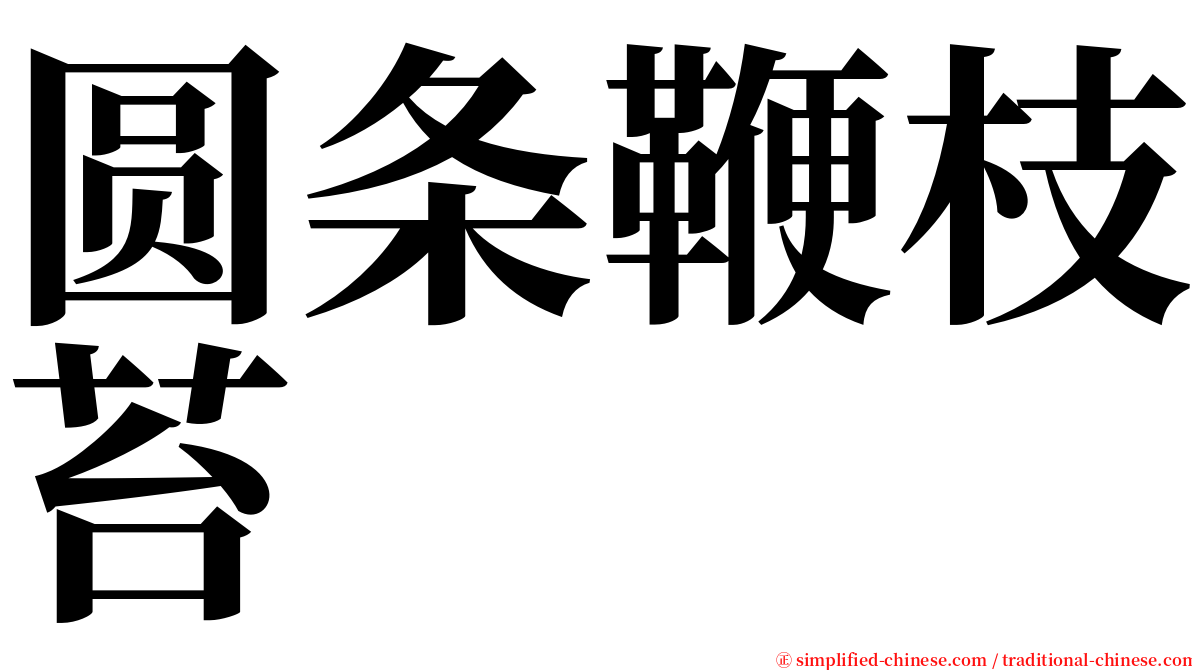 圆条鞭枝苔 serif font