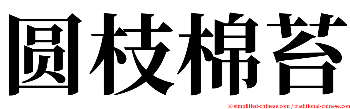 圆枝棉苔 serif font