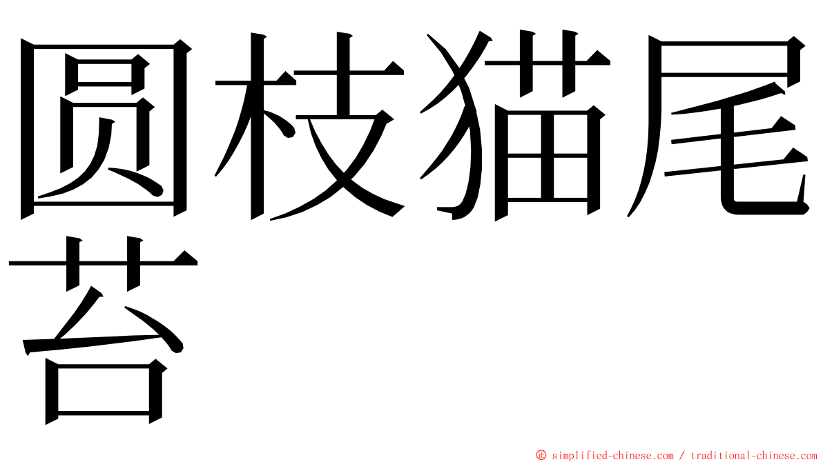 圆枝猫尾苔 ming font