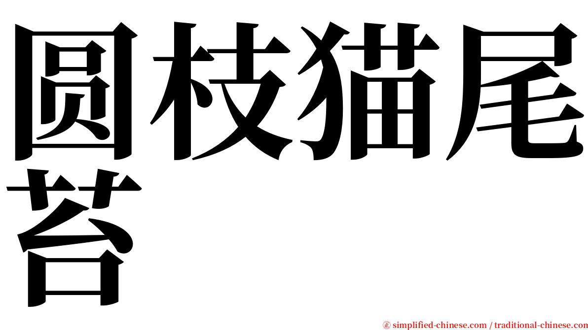 圆枝猫尾苔 serif font