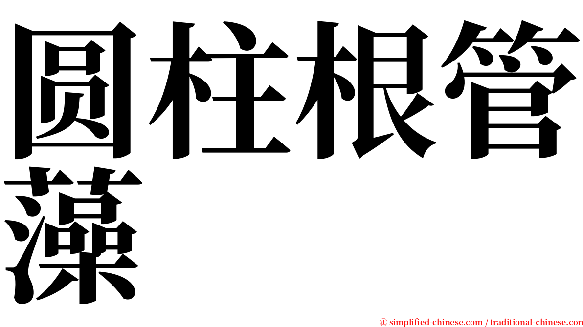 圆柱根管藻 serif font