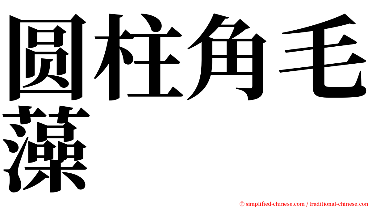 圆柱角毛藻 serif font