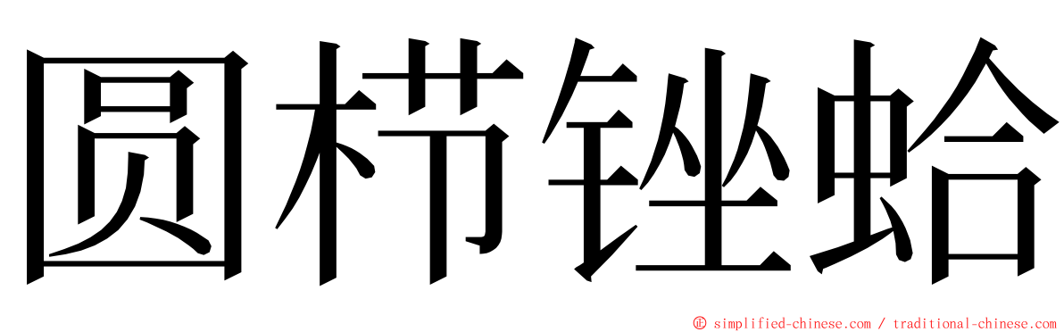 圆栉锉蛤 ming font