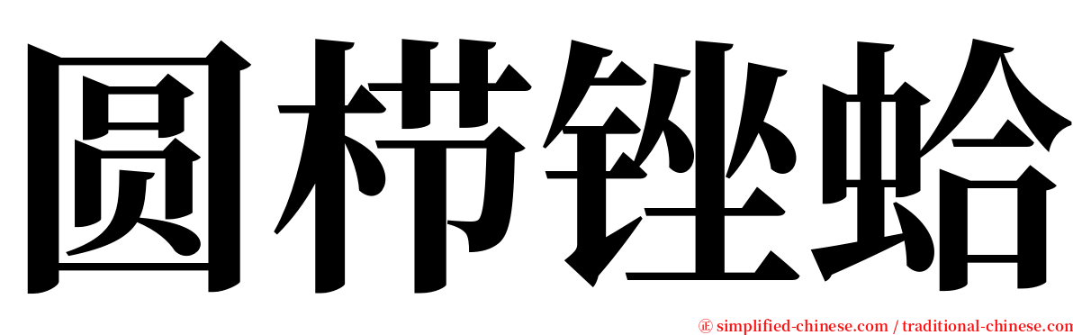 圆栉锉蛤 serif font