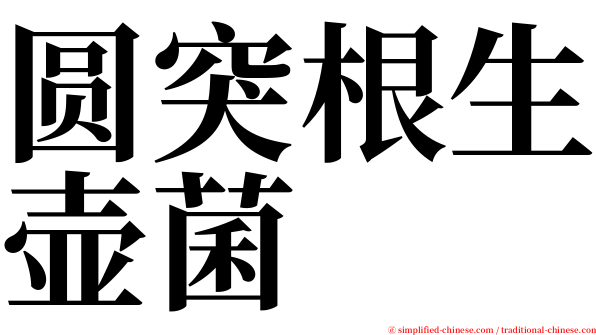 圆突根生壶菌 serif font