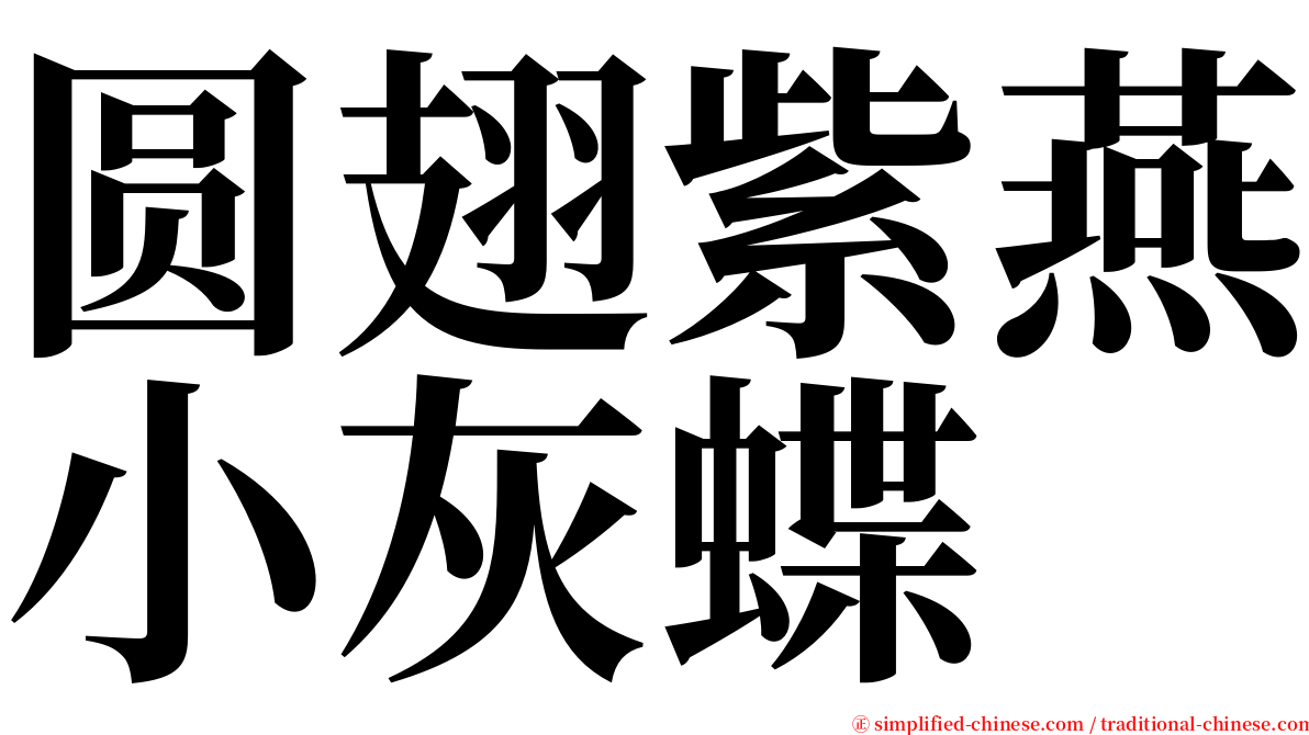 圆翅紫燕小灰蝶 serif font