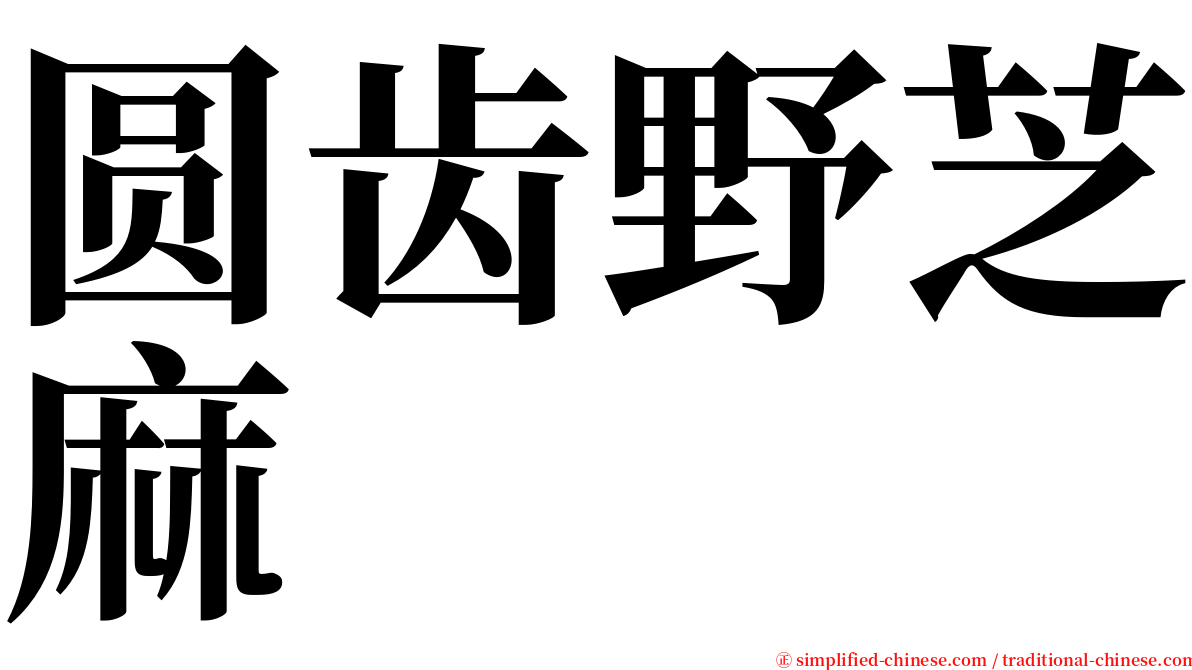 圆齿野芝麻 serif font