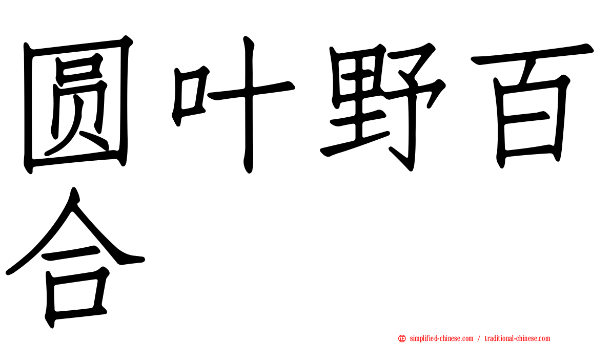 圆叶野百合