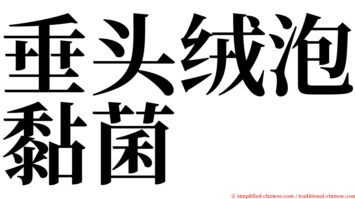 垂头绒泡黏菌 serif font