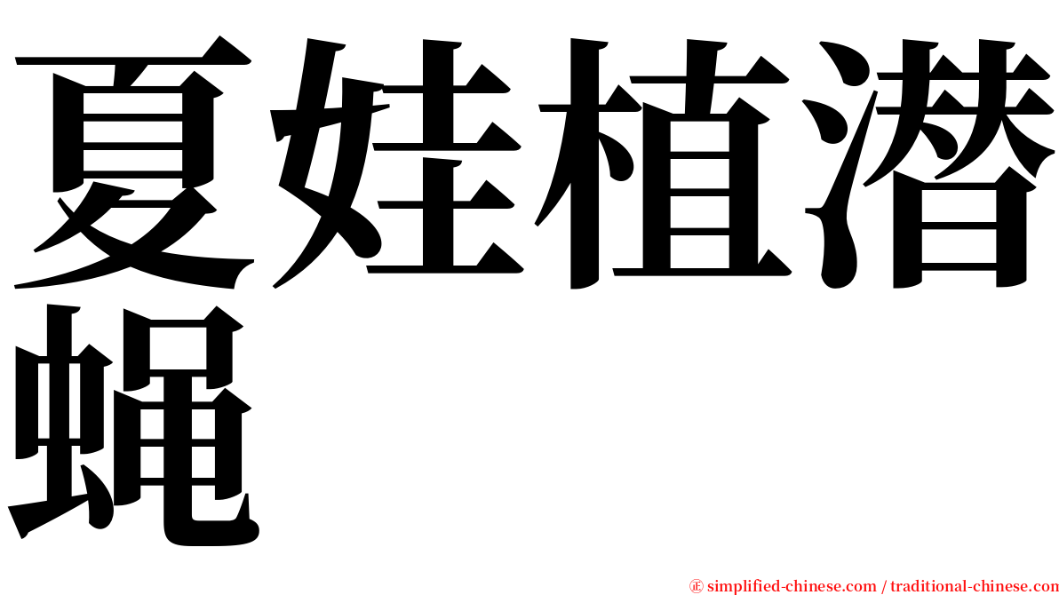 夏娃植潜蝇 serif font