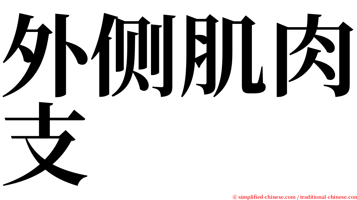 外侧肌肉支 serif font