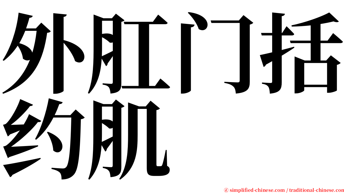 外肛门括约肌 serif font