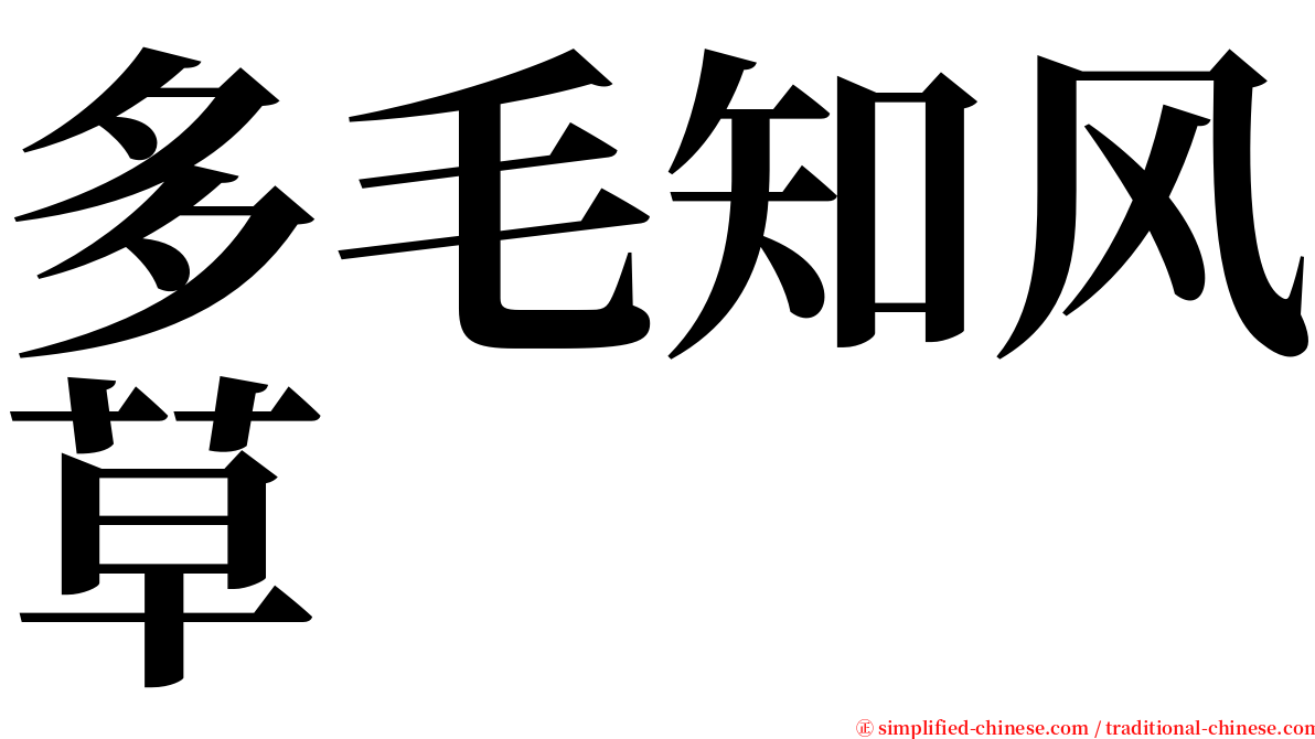 多毛知风草 serif font