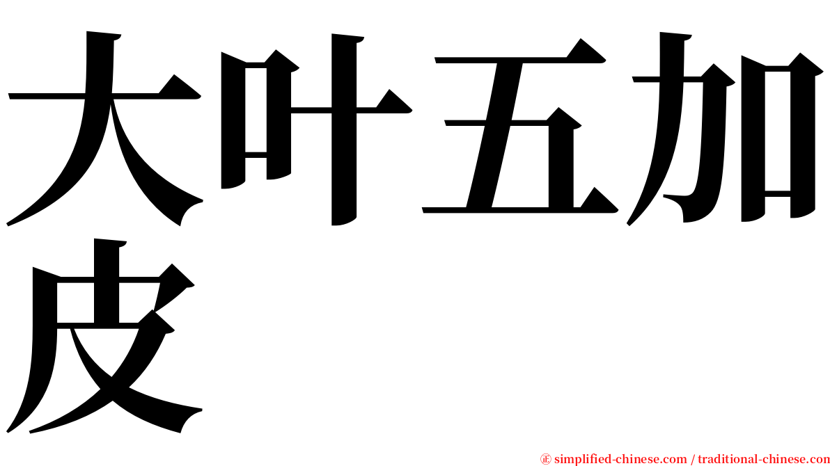 大叶五加皮 serif font